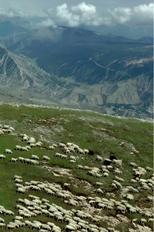 Cattle drive
