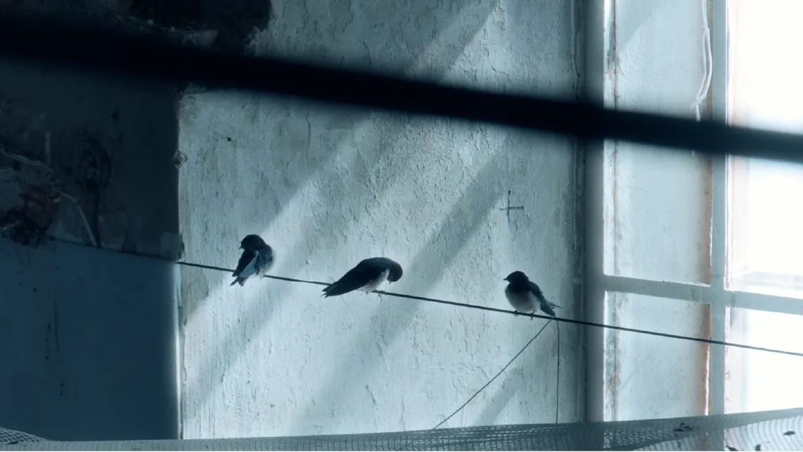 where-the-swallows-live